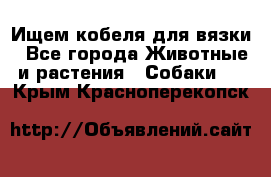 Ищем кобеля для вязки - Все города Животные и растения » Собаки   . Крым,Красноперекопск